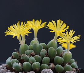 Conophytum meyeri