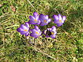 Crocus tommasinianus 'Ruby Giant'