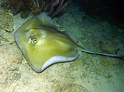 Southern stingray (Dasyatis americana)