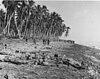 Dead Japanese soldiers lie on the sandbar at the mouth of Alligator Creek on Guadalcanal on August 21, 1942 after being killed by U.S. Marines during the Battle of the Tenaru.