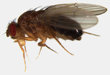 Drosophila funebris (Funebris species group)
