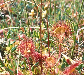 Росуља (лат. drosera rotundifolia L)