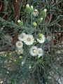 Flower heads are followed by seeds, which are easily carried by the wind.