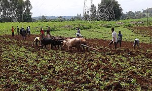 Travaux des champs dans la zone Jimma.