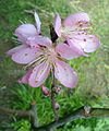 Flores do pexegueiro paraguaio.