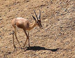 une gazelle