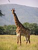 The giraffe has the longest neck and tail of any mammal