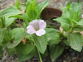 Цветущая Gratiola peruviana в национальном парке Кинглейк (Виктория, Австралия)