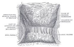 The interior of the anal cami and lower part of the rectum, showing the columns of Morgagni and the anal valves between their lower ends. (Pectinate line visible but not labeled.)