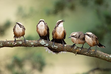Grey-crowned babblers, by JJ Harrison