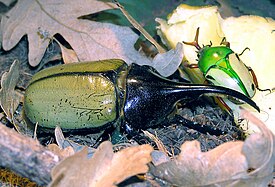 Herkuleskuoriainen (Dynastes Hercules), koiras. Taustalla oleva kovakuoriainen on Cetoniinae-alaheimoon kuuluva Eudicella gralli.