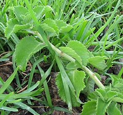 Description de l'image IndianBorage.jpeg.