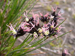 Description de l'image Juncus jacquinii2.JPG.