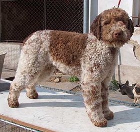 Chien d'eau romagnol - rouan et marron adulte