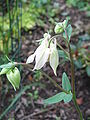 Aquilegia vulgaris cultivar