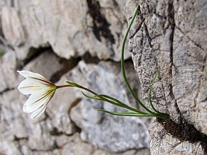 G. serotina