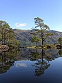 Image 1Eilean Ruairidh Mòr, one of many forested islands in Loch Maree Credit: Jerry Sharp