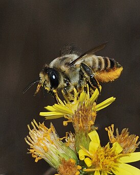 Megachile lagopoda