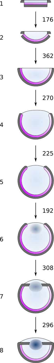 La séquence proposée par Nilsson et Pelger pour l'évolution d'un œil comporte 8 étapes. Le point de départ est une structure trilaminaire, constituée d'une couche de cellules photoréceptrices en sandwich entre une couche de cellules pigmentées noires au-dessous et une couche transparente de cellules protectrices au-dessus. Lors des étapes 2 et 3, les couches de cellules pigmentées et photoréceptrices se courbent de manière concave en direction du milieu extérieur (la cavité ainsi délimitée étant remplie par les cellules protectrices) jusqu'à la formation d'un hémisphère. Lors des étapes 4 et 5, les couches pigmentées et photoréceptrices s'étendent sans que le rayon de courbure de la structure ne change, jusqu'à former une structure aussi profonde que large, dont l'ouverture est légèrement obturée par les cellules pigmentées. À l'étape 6, l'indice de réfraction augmente localement dans la couche protectrice, au niveau de l'ouverture de l'œil, formant une lentille rudimentaire. Lors de l'étape 7, la lentille continue de se former tandis que la couche de cellules pigmentées s'étend et bouche un peu plus l'ouverture de l'œil, et que l'œil s'aplatit légèrement. Enfin, l'œil s'aplatit, la couche de cellules pigmentées vient combler l'espace autour de la lentille et la lentille prend une forme ovale et son pouvoir de réfraction augmente encore. Il faut 176 modifications élémentaires de 1 % pour passer de l'étape 1 à l'étape 2, puis respectivement 362, 270, 225, 192, 308 et 296 modifications élémentaires de 1 % pour passer des étapes 2 à 3, 3 à 4, 4 à 5, 5 à 6, 6 à 7 et 7 à 8.