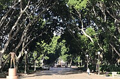 An avenue of Ficus microcarpa in Hyde Park, Sydney