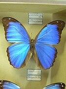 Morpho menelaus melacheilus.