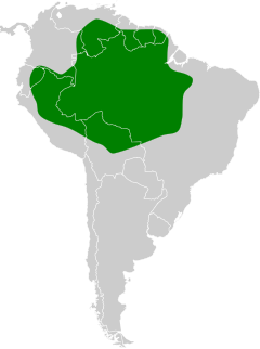 Distribuição geográfica da guaracava-cinzenta-amazônica.