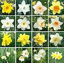 Narcissus cultivars