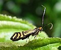 Nemophora ochsenheimerella (Adelinae)