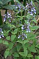 Nepeta clarkei