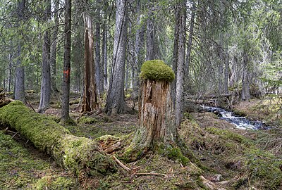 Skogen i Norra Trollegrav är urskogsartad. Till höger Trollbäcken.