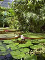 Oxford tropical greenhouse