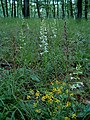 Platanthera bifolia Habitat