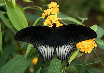 Individu mâle de Grand Mormon (Papilio memnon), papilionidé du sud-est asiatique. (définition réelle 3 178 × 2 231)