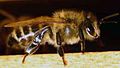 Jedini proizvođač meda na našem planetu: vrijedna pčela medarica