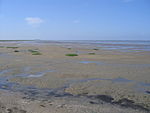 Coast with muddy areas and sparse vegetation