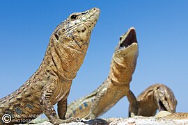 Endemic lizard of Sa Dragonera (Podarcis lilfordi)