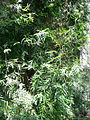 Weeping Podocarpus