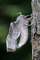 Imago, lateral view