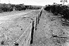 Photo of the Rabbit proof fence, taken in 1927