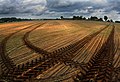 Rapeseed field near Laekvere