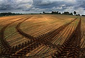 Rapeseed field in Laekvere Parish.Estonia