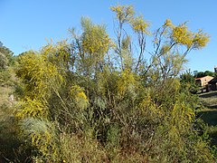 Description de l'image Retama sphaerocarpa.011 - Monfrague.JPG.