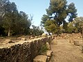 Ruines Romaines Tipaza.