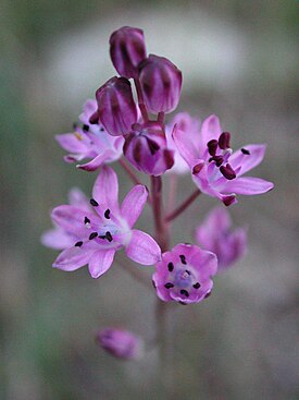 Syyssinililja (Scilla autumnalis)