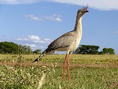 Cariama cristata (Cariamiformes).