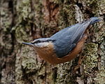 Sittelle torchepot (S. europaea).