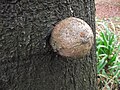 An image of a sphaeroblast formed on a mature beech tree (Fagus sylvatica)