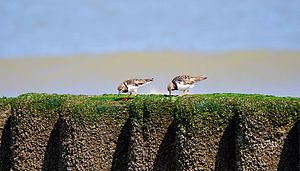 28. Platz: Jürgen Hamann mit Nationalpark Niedersächsisches Wattenmeer, Steinwälzer beim Picken auf Norderney