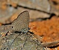 In Talakona forest, in Chittoor district of Andhra Pradesh, India