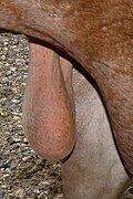 Scrotum of a bull